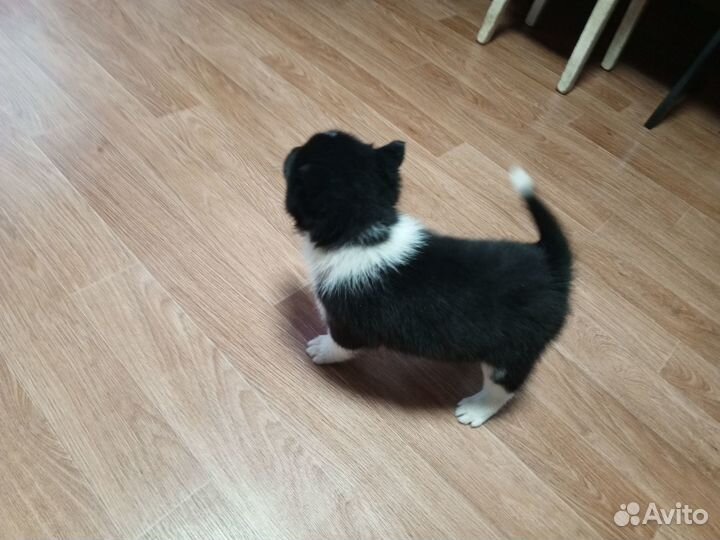 Щенки Русско европейской лайки