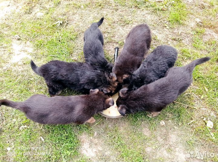 Немецкая овчарка