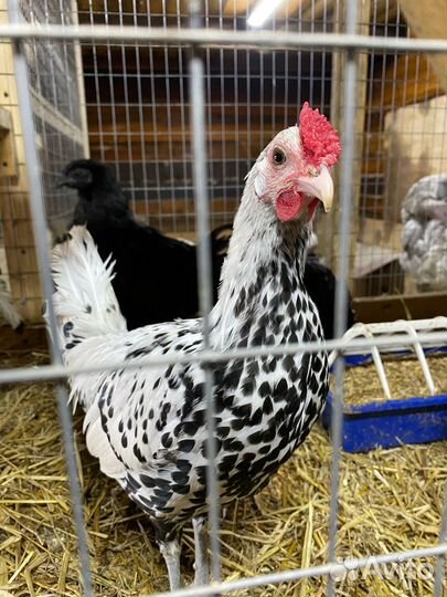 Продам гусыню