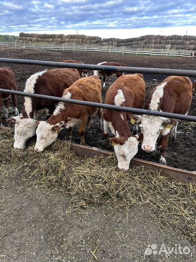 Племенные нетели