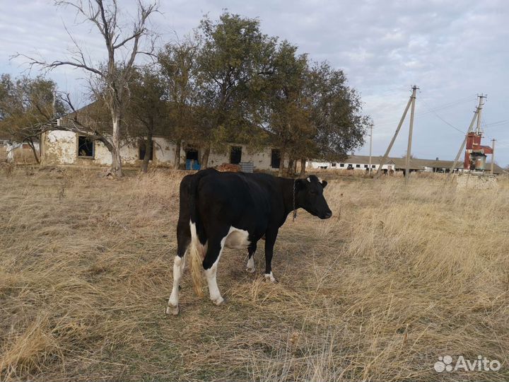 Коровы дойные молочные