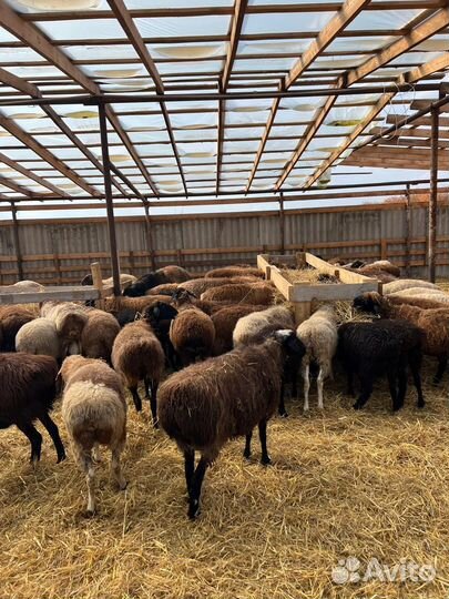 Овцы котные