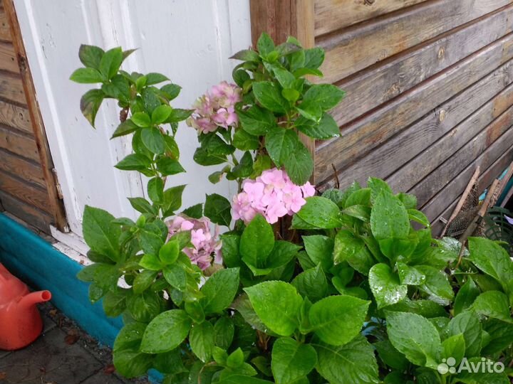 Гортензия и другие цветы