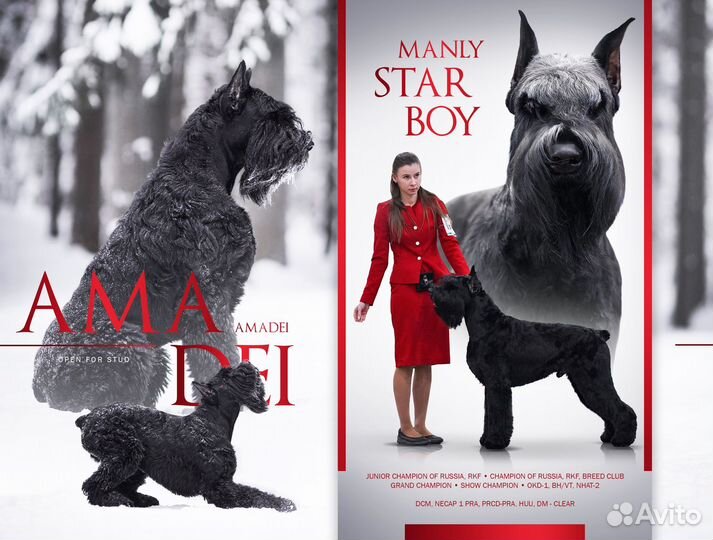 Ризеншнауцер, Вязка