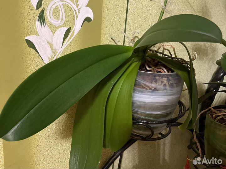 Орхидея фаленопсис