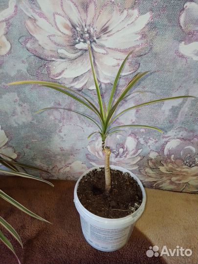 Пальма драцена