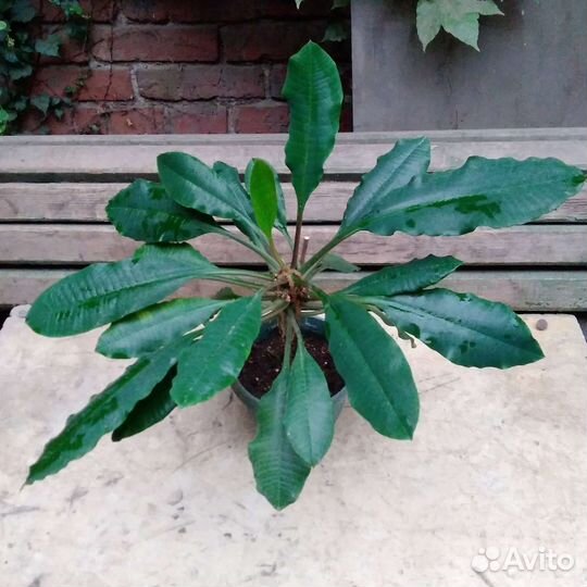 Молочай беложилковый