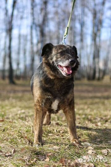 Собака Балин