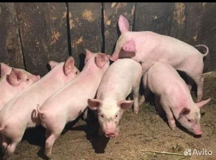 Поросята
