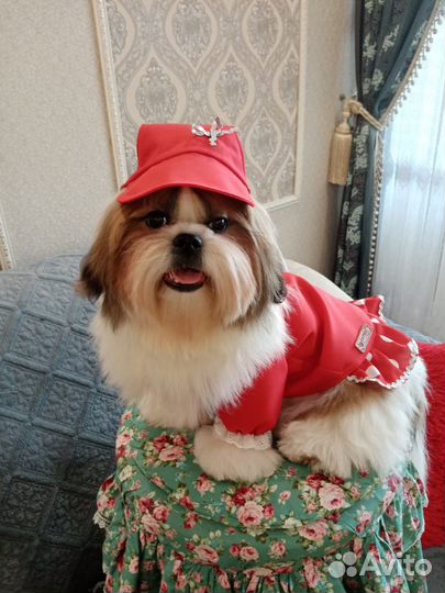 Одежда для собак