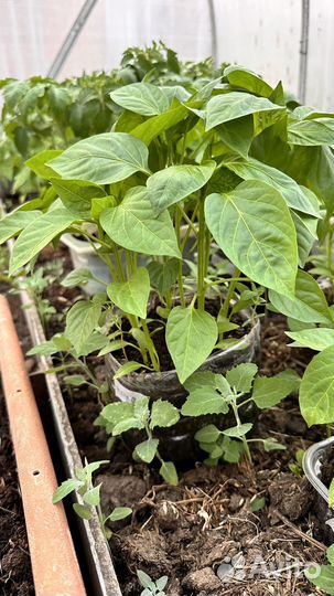 Рассада перцев