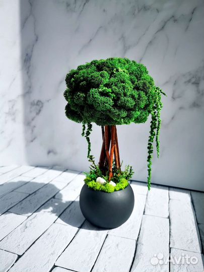 Топиарий (бонсай) из стабилизированного мха