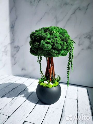 Топиарий (бонсай) из стабилизированного мха
