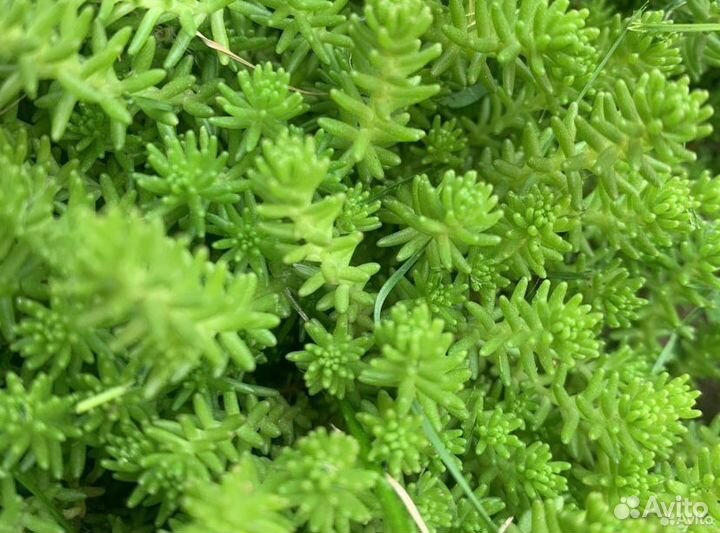 Очитки почвопокровные