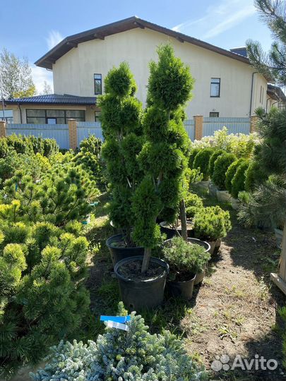 Туя Даника 65 см