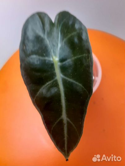 Детка аллоказии полли