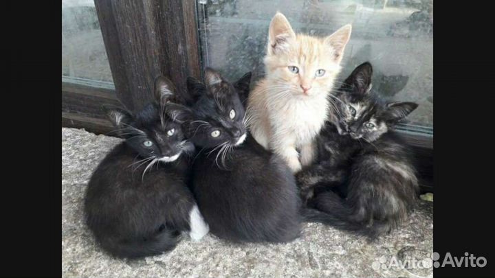 Котята от кошки-крысылова (бесплатно)