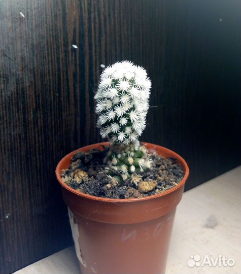 Mammillaria gracilis cv. Arizona Snow