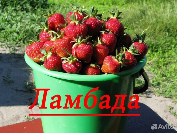 Саженцы клубники и не только