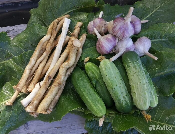 Вишня. Огурцы, Чеснок, Хрен