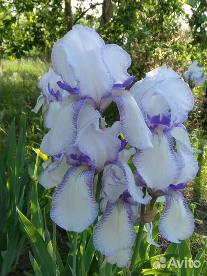 Ирисы бородатые