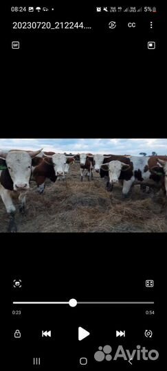 Быки живым весом