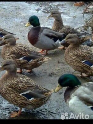 Дикие утки