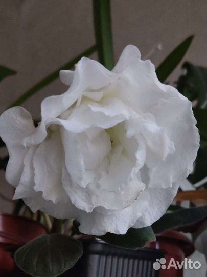 Глоксиния махровая