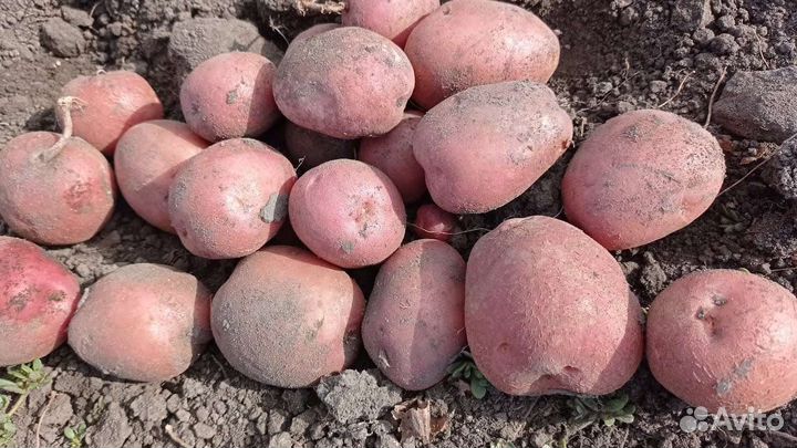 Шарвари Пирошка,семенной картофель