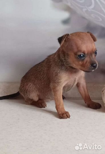 Мини той-терьер