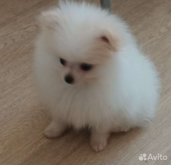 Мини шпиц с документами