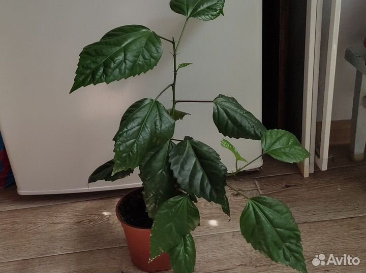 Гибискус(китайская роза) махровый, красный