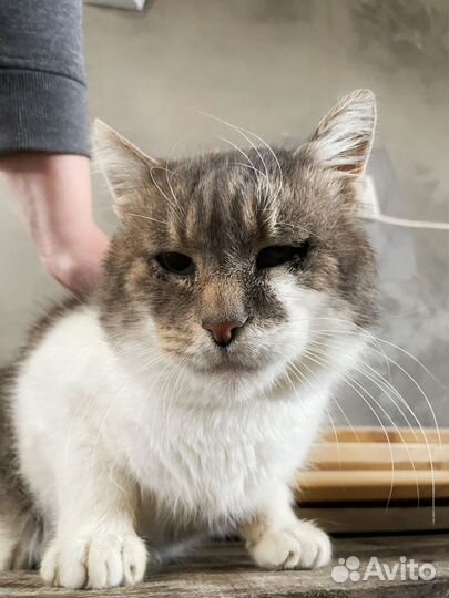 Кот Сержик