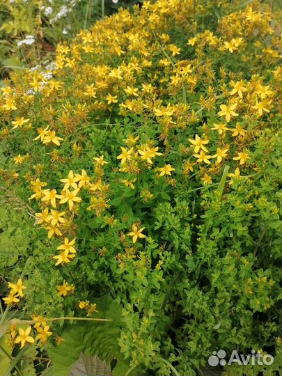 Полынь, чистотел, тысячелистник, зверобой