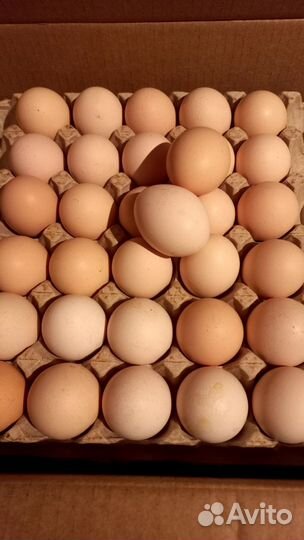Домашние куриные яйца