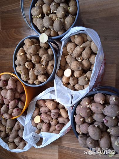 Продам картофель семенной