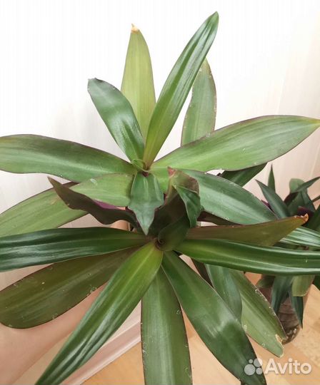 Молодое растение Традесканция Рэо (Рео)