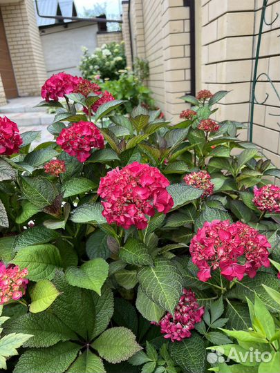 Гортензия крупнолистная