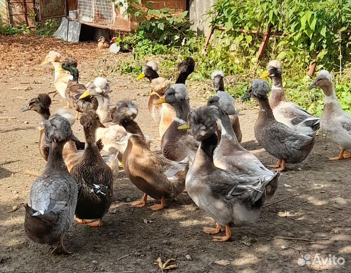 Утки хохлатые