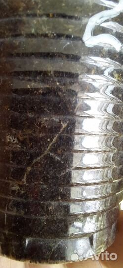 Фикус бенджамина старлайн