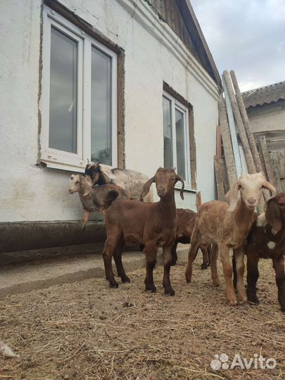 Калахар-ред козы