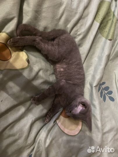 Кошка