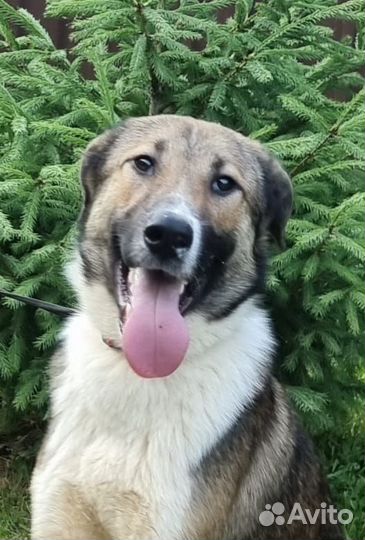 Молодой пёс в дар