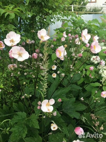 Декоративные кустарники, гортензия, сирень