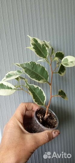 Хлорофитум кудрявый Бонни