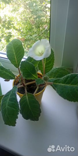 Домашний цветок глоксиния красный,белый, голубой