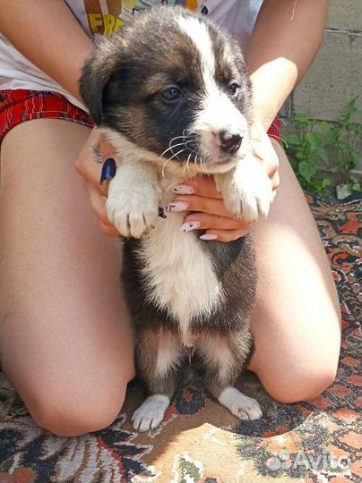 Щенок в добрые руки