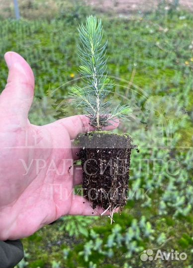 Голубая ель с зкс сеянцы