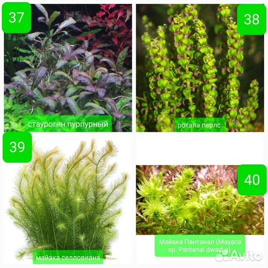 Аквариумные растения