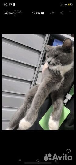 Кошку бросили на даче помогите